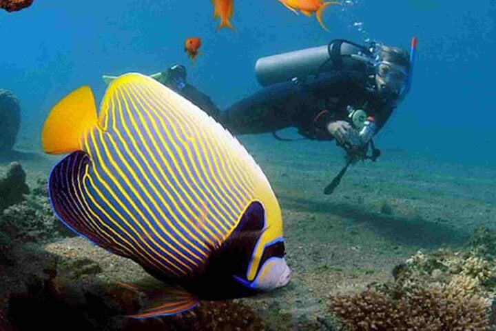 Tiran Island Snorkel and Intro Dive in Sharm El Sheikh, photo 4