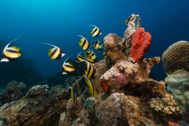 Sharm El Naga Snorkelling from Hurghada, photo 4
