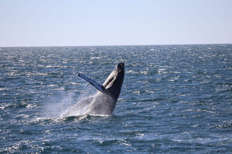 Whale Watching Tour in Reykjavik, photo 4