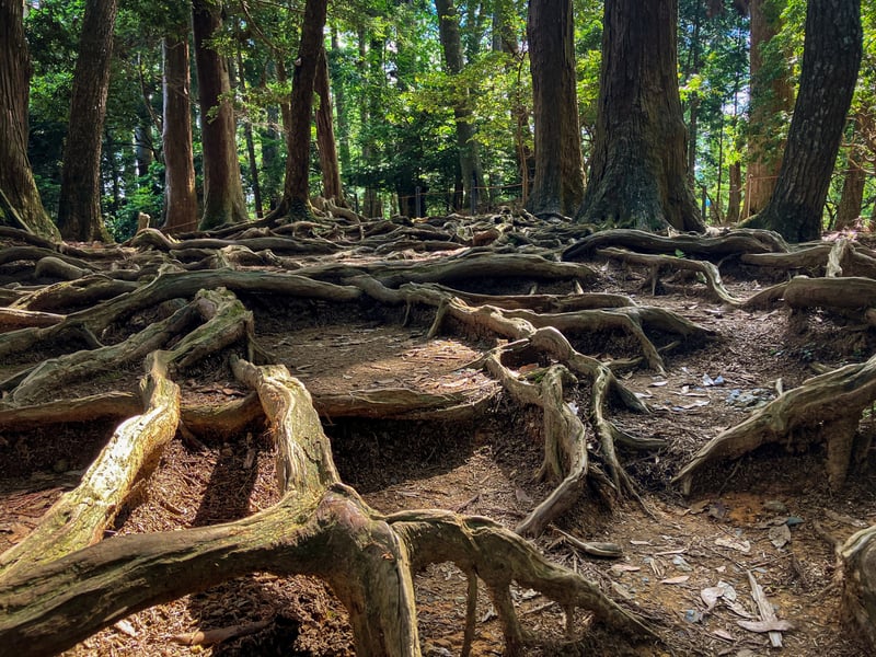Kurama-Kibune Guided Hike, photo 4