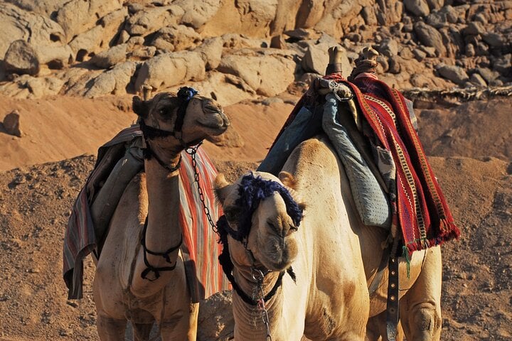 Jeep Canyon Quad Camel and Snorkelling in Dahab, photo 5
