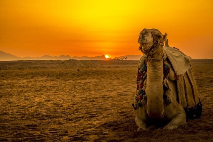 Desert Buggy Adventure with Camel Ride from Sharm El Sheikh, photo 2