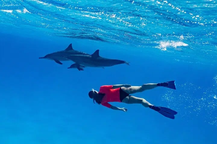 Private Speedboat Dolphin Watching and Snorkeling in Hurghada, photo 2