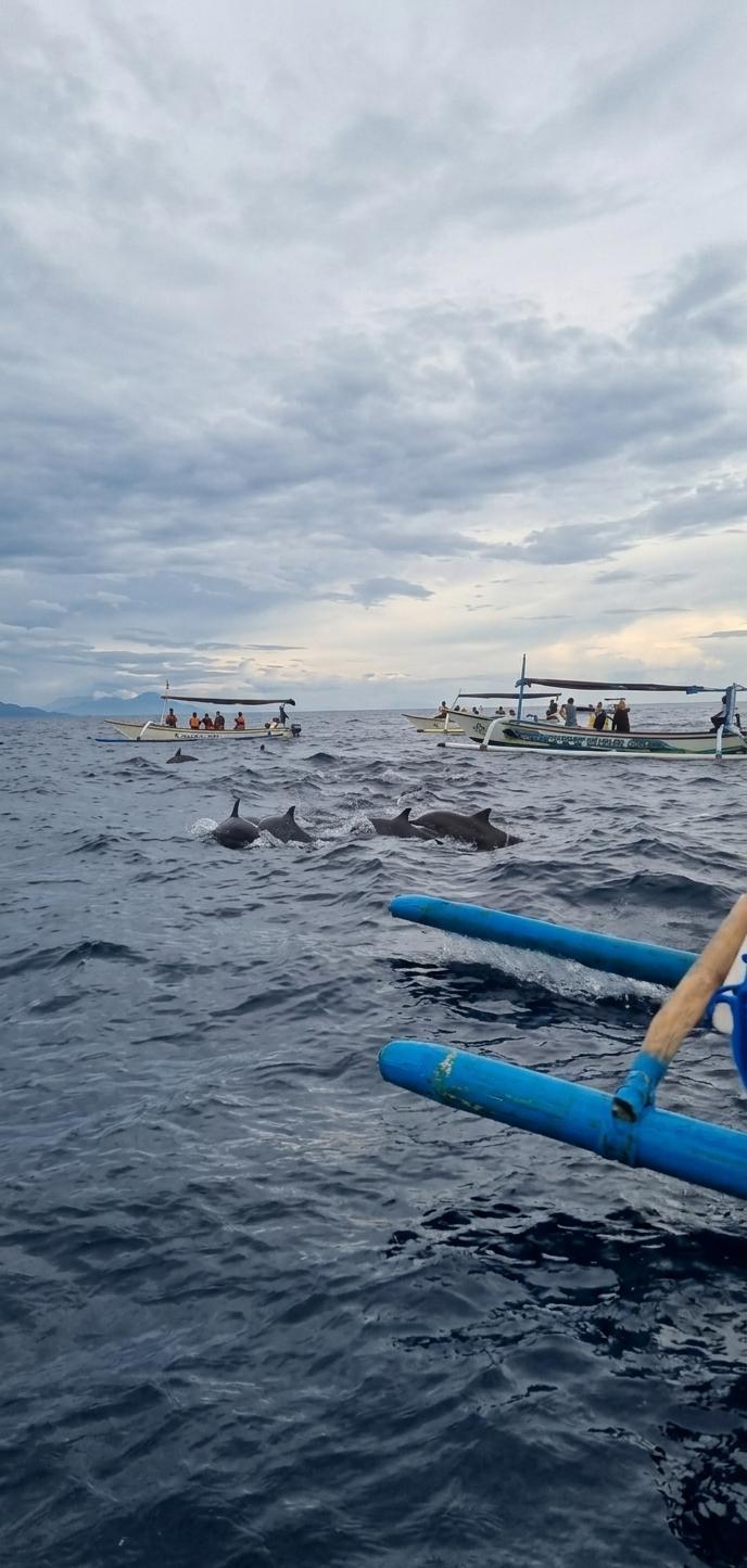 Dolphin Watching Boat Trip at Lovina Beach, photo 4