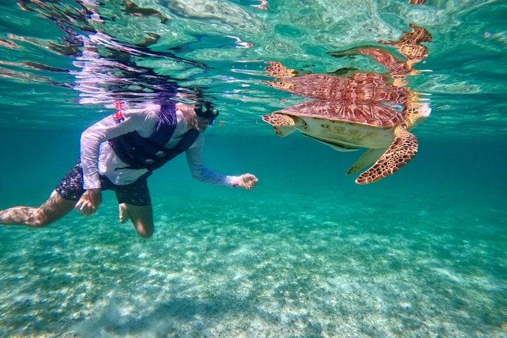 Turtle Snorkel in Akumal Bay, Riviera Maya, photo 2