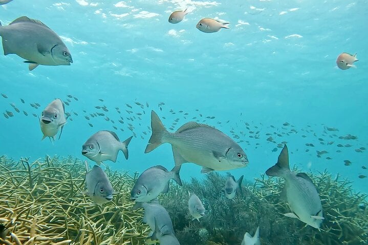 Try Scuba Diving Experience in Bonaire, photo 5
