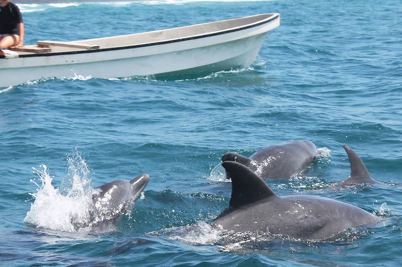 Dolphin Boat Trip in Kizimkazi, photo 5