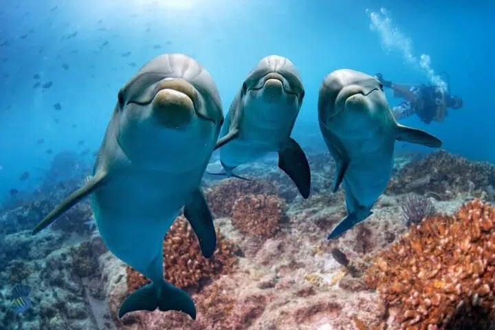 Dolphin House Snorkelling Adventure at Samadai Reef – Marsa Alam, photo 2