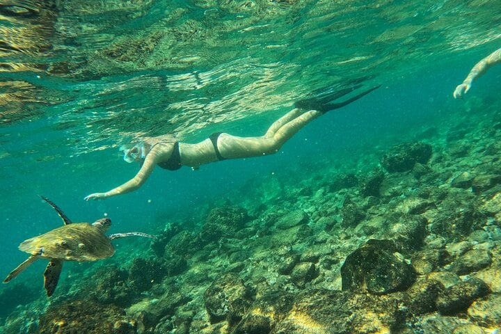 Snorkelling with Turtles in Fujairah with Transfers, photo 4