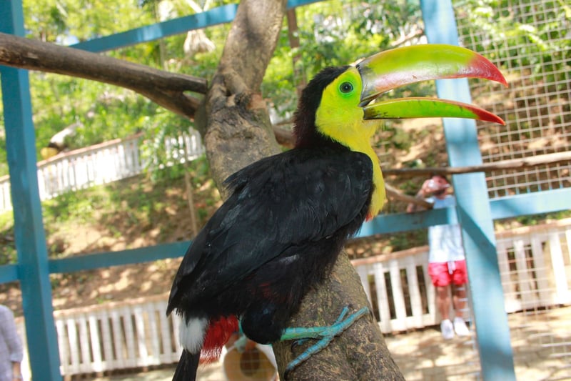 Zip and Dip with Sloths in Roatan, photo 4