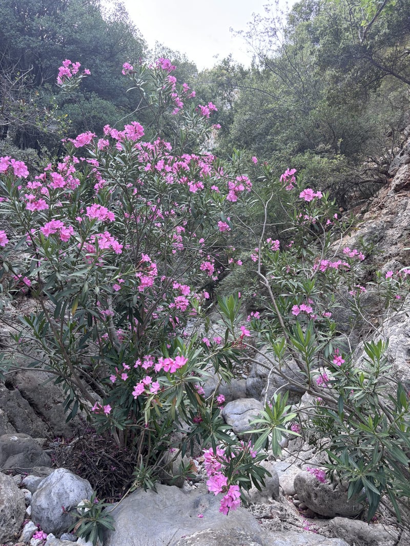 Kritsa Gorge Hiking Tour in Agios Nikolaos, photo 5