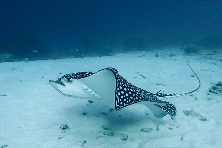 Two-Stop Shore Snorkel Trip in Bonaire, photo 5