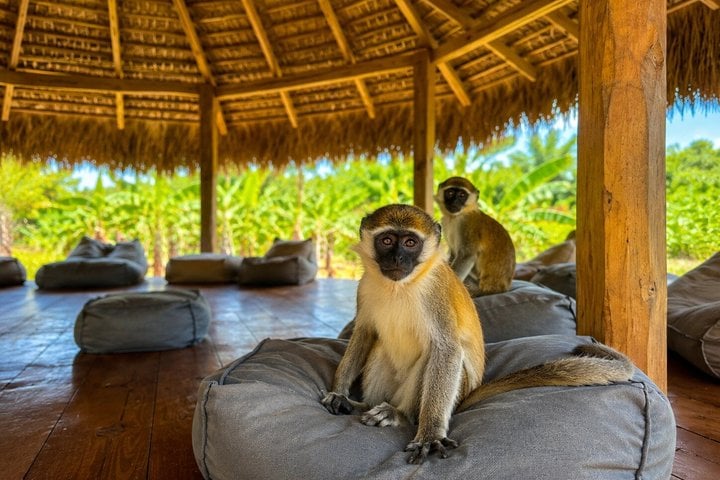 Monkey Sanctuary and Horseback Ride in Punta Cana, photo 2