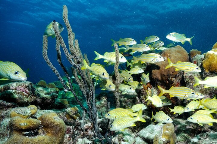 Private Dive or Snorkel and South Island Tour in Bonaire, photo 5