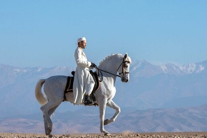 One Hour Horse Ride in the Palmeraie, photo 5
