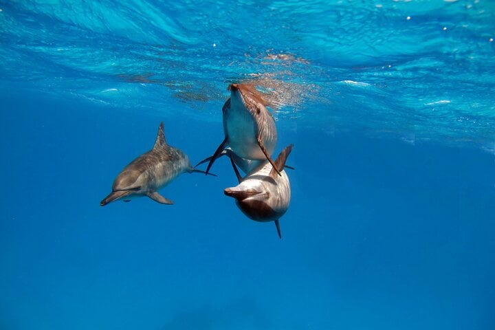 Dolphin House Snorkeling Cruise with Lunch in Hurghada, photo 5