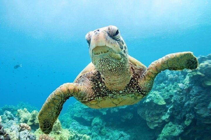 Abu Dabbab Turtle Snorkel in Marsa Alam, photo 3