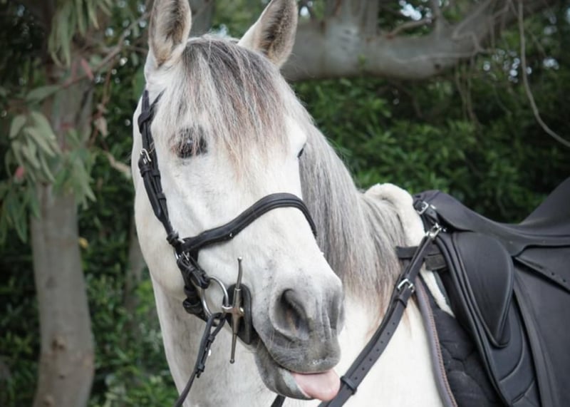 Vesuvius Sunset Horseback Ride and BBQ Experience, photo 5