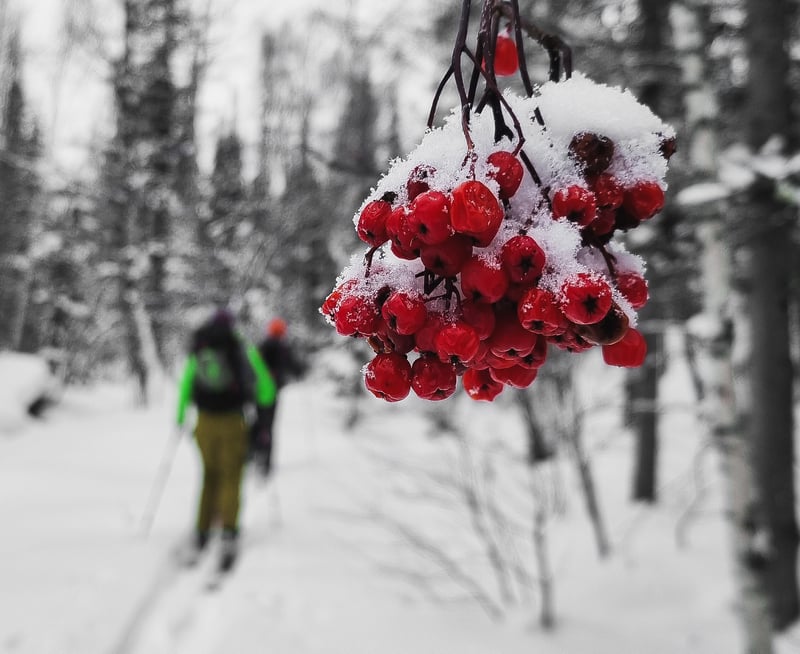 8-Day Ski Touring Holiday in Ridder, Kazakhstan, photo 4