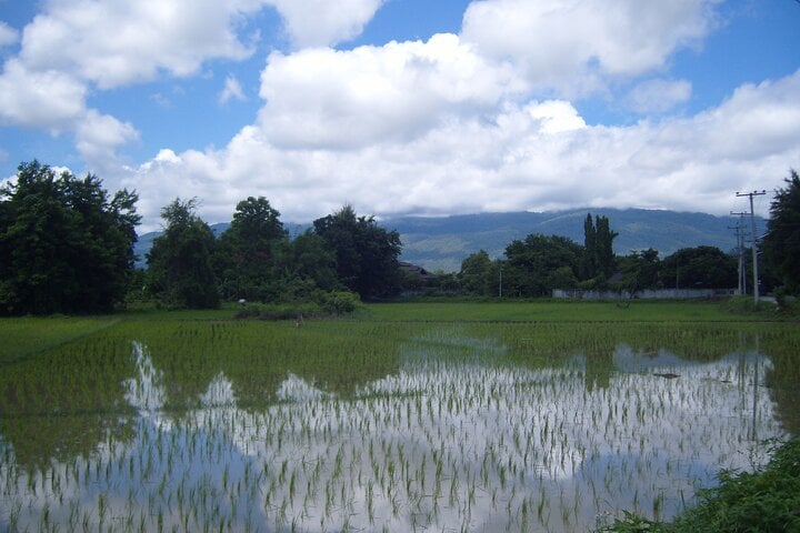 Half Day Rice Field Visions Guided Bike Tour in Chiang Mai, photo 5