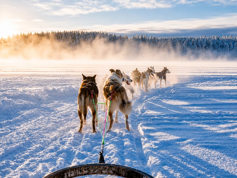 Husky Farm Visit and Guide Driven Sled Ride in Rovaniemi, photo 3
