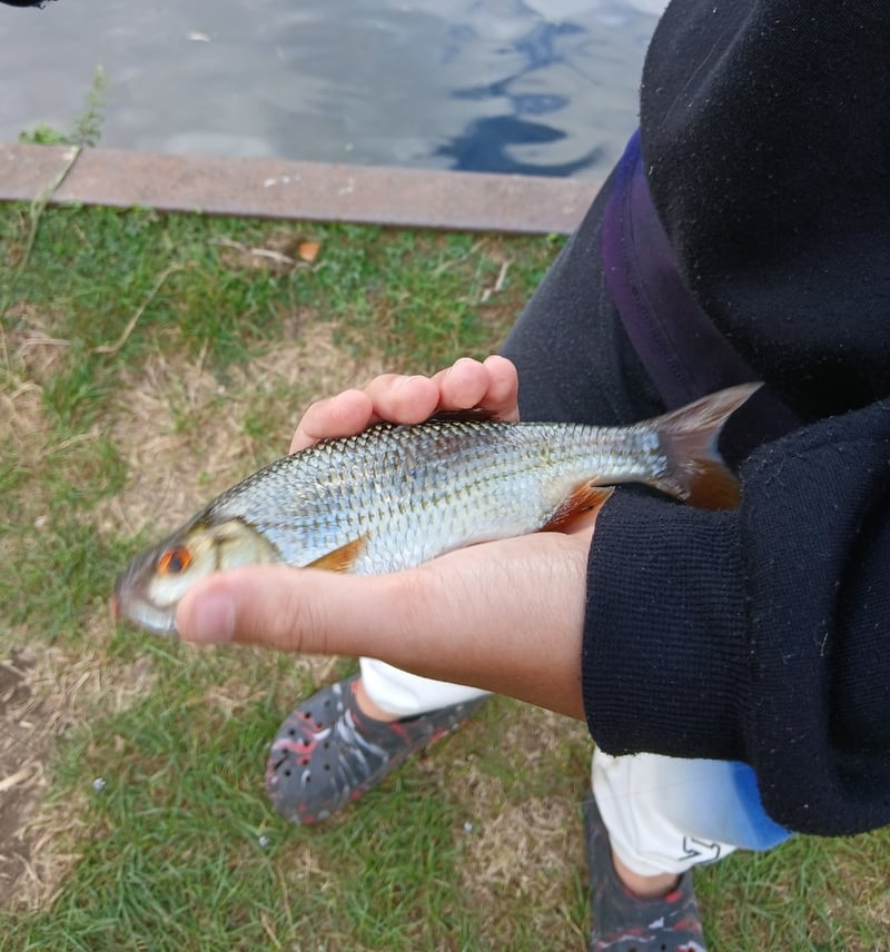 Lezione di pesca al colpo per principianti sui Norfolk Broads, foto 4