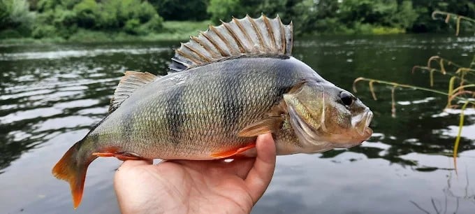 Lezione di pesca al persico con esche artificiali nei Norfolk Broads, foto 2
