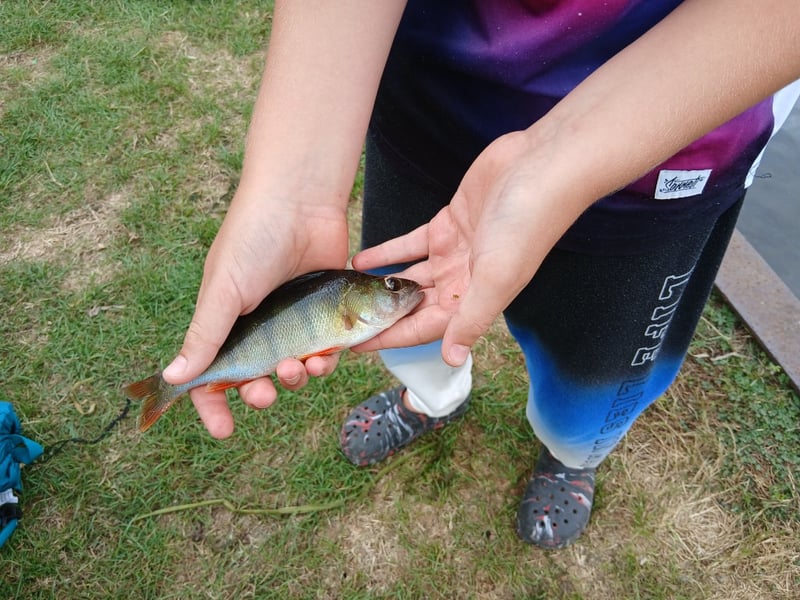 Lezione di pesca al persico con esche artificiali nei Norfolk Broads, foto 4