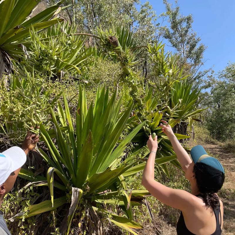 Guided Nature Hike in Serra Malagueta, photo 4