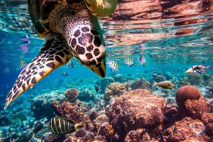 Abu Dabbab Snorkelling Trip: Explore Marine Life in Marsa Alam, photo 4