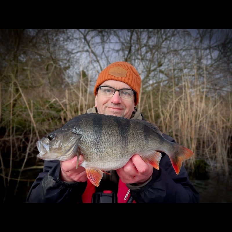 Lezione di pesca al persico con esche artificiali nei Norfolk Broads, foto 5