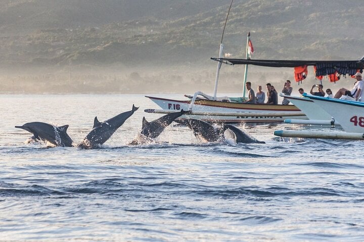 Dolphin Watching and Snorkelling at Lovina in Bali, photo 2