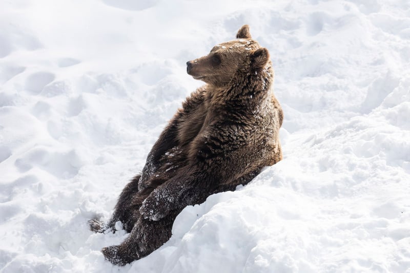 Arctic Wildlife Safari at Ranua Wildlife Park from Rovaniemi, photo 4
