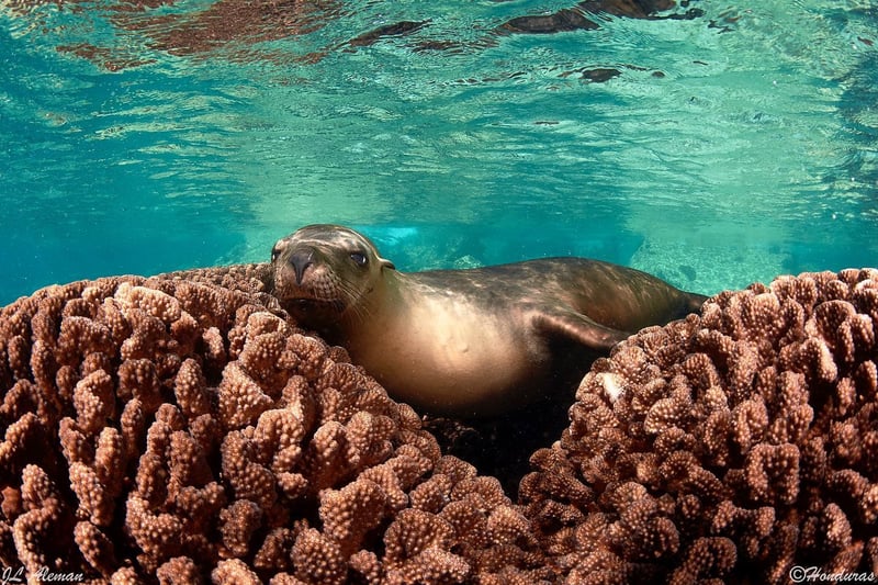 Seasonal Dive Travel in Cabo de Palos, foto 4