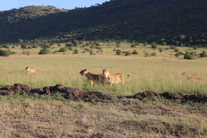 Flying Day Tour in Maasai Mara, photo 3