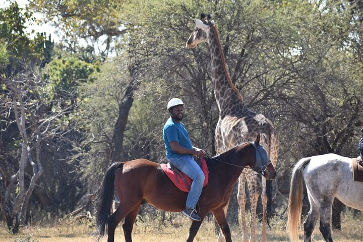 Horse Trail Safari Half Day in Hartbeespoort, photo 5