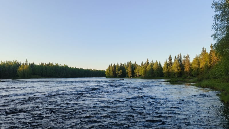 Wild Berry Picking and Campfire Pancakes in Lapland, photo 4