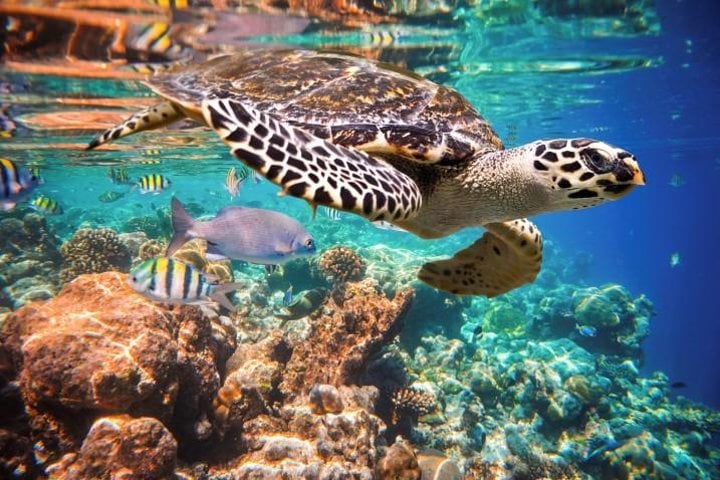 Tulum Ruins Akumal Turtle Swim and Nohoch Cenote Tour in Riviera Maya, foto 4