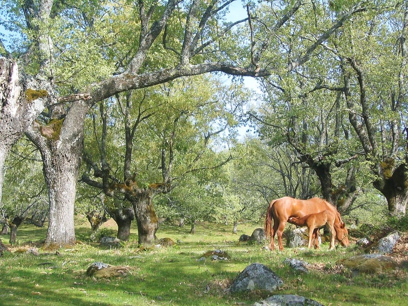 Horse Riding Session in Cabezabellosa, photo 2