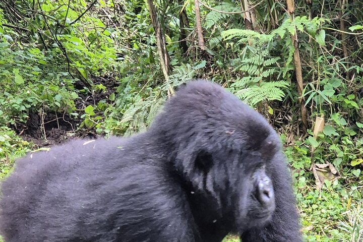 Gorilla Trekking in Volcanoes National Park, photo 3