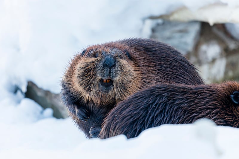 Arctic Wildlife Safari at Ranua Wildlife Park from Rovaniemi, photo 5
