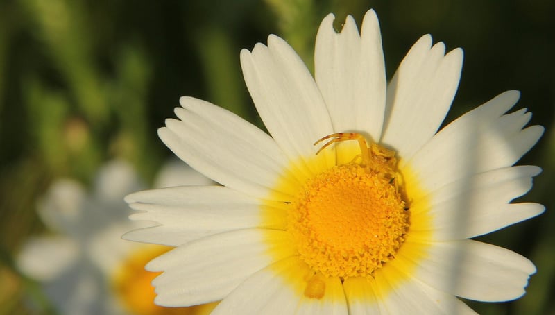 Wildflower Hike in Sierra de Gredos, photo 2