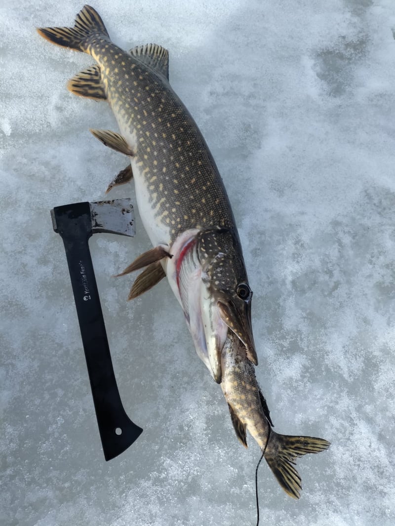 Private Ice Fishing in Rovaniemi, photo 5