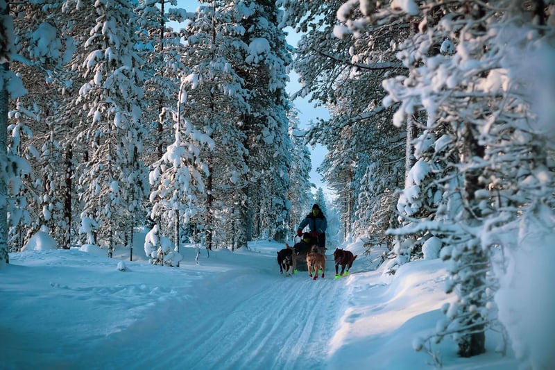Husky and Snowmobile Safari in Rovaniemi, photo 2