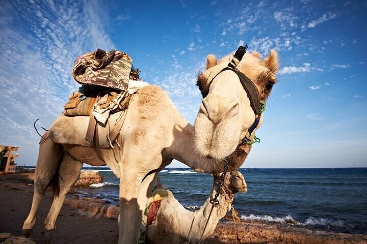 Snorkelling at Blue Hole with Camel Ride and Lunch in Sharm El Sheikh, photo 3