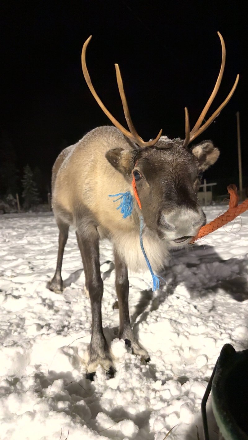 Snowmobile Sleigh Tour with Reindeer Farm Visit in Rovaniemi, Lapland, photo 4