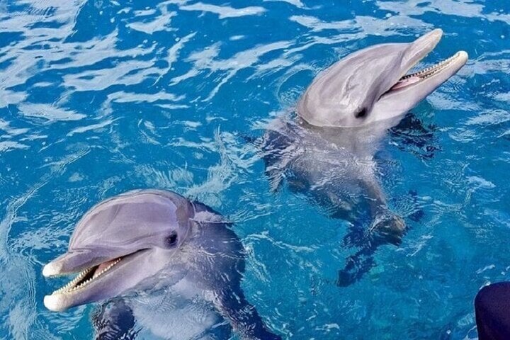 Swim with Dolphins: Sea Trip Adventure with Lunch in Marsa Alam, photo 4