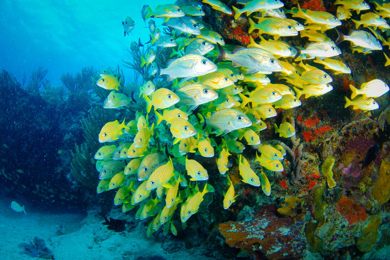 Riviera Maya Snorkelling Adventure in Puerto Morelos, photo 2