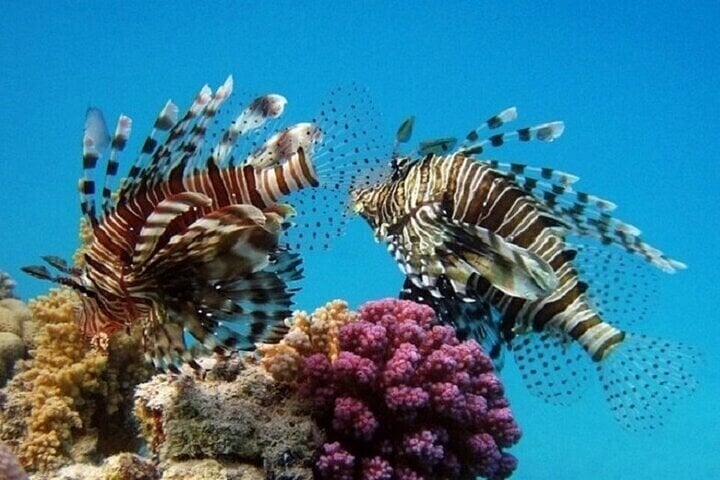 Coral Garden: Full Day Snorkelling Trip with Lunch in Marsa Alam, photo 2