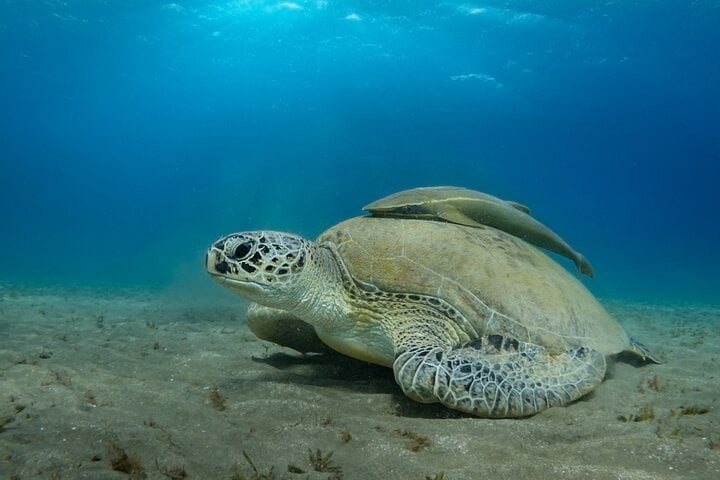 Abu Dabbab Snorkelling Trip: Explore Marine Life in Marsa Alam, photo 3